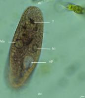 protiste Cilié hypotriche microscope